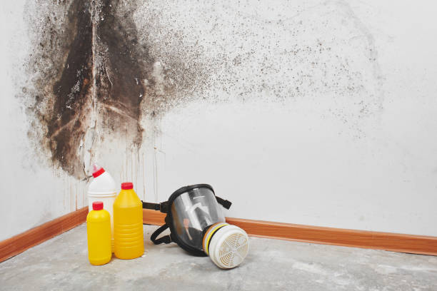 Reliable Silver Creek, NY Mold Remediation Solutions