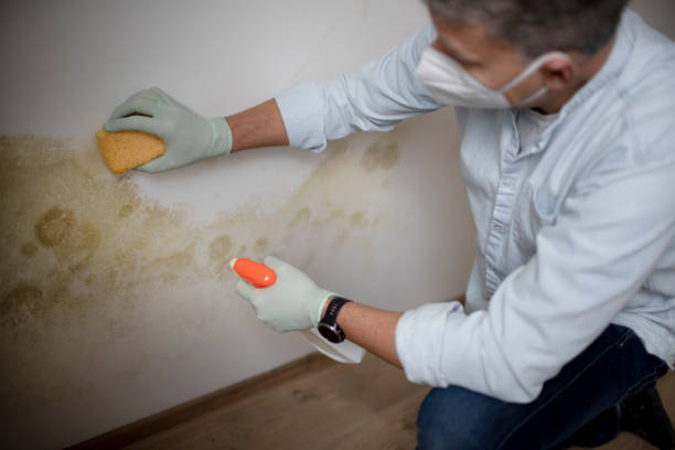 Best Emergency Mold Remediation in Silver Creek, NY