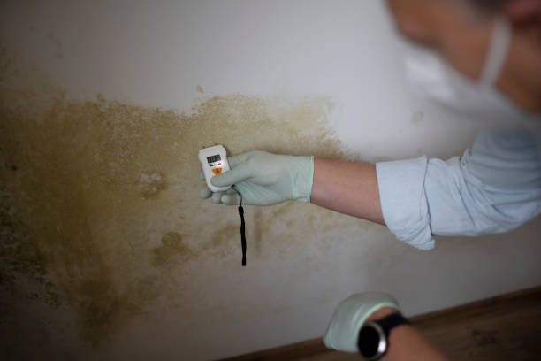 Best Industrial Mold Remediation in Silver Creek, NY
